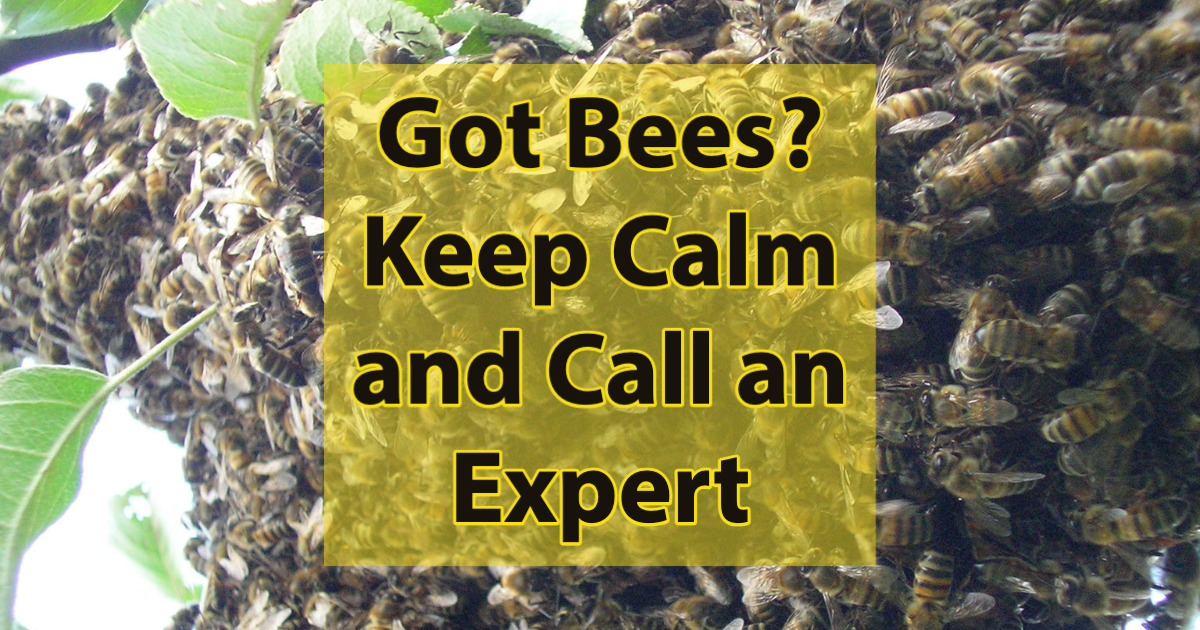 Got Bees? Keep Calm and Call an Expert