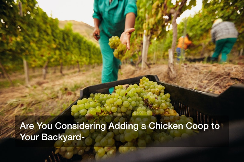 Are You Considering Adding a Chicken Coop to Your Backyard?